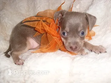 MR BLUEBIRD – Chihuahua puppy for sale in Canton, MS