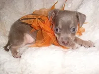 MR BLUEBIRD, a male Chihuahua for sale in Canton, MS – 1 of 4