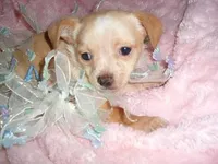 OSCAR, a male Chihuahua for sale in Canton, MS – Photo 2 of 2