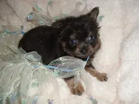 fluffy man, a male Chihuahua for sale in Canton, MS – 5 of 5