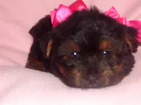 SALLY, a female Yorkipoo for sale in Canton, MS – 3 of 4