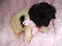 BUBBLE, a male Poodle - Toy  for sale in Canton, MS – 3 of 4