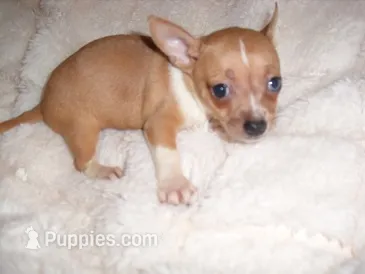 JAZZ – Chihuahua puppy for sale in Canton, MS