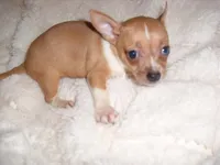 JAZZ, a male Chihuahua for sale in Canton, MS – 1 of 3