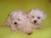 SUZY, a female Maltipoo for sale in Canton, MS – Photo 2 of 3