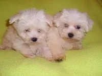 SUZY, a female Maltipoo for sale in Canton, MS – Photo 3 of 3