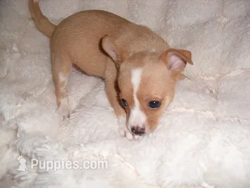 BUBBLES – Chihuahua puppy for sale in Canton, MS