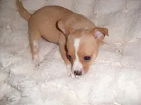 BUBBLES, a female Chihuahua for sale in Canton, MS – 1 of 3