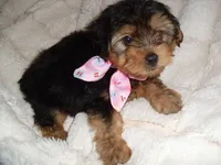 SISSY, a female Yorkipoo for sale in Canton, MS – 2 of 4