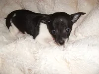 ANGEL, a female Chihuahua for sale in Canton, MS – 4 of 5