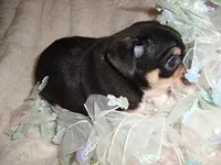 OSCAR, a male Chihuahua for sale in Canton, MS – Photo 2 of 4