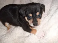 OSCAR, a male Chihuahua for sale in Canton, MS – Photo 3 of 4