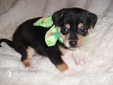 OSCAR, a male Chihuahua for sale in Canton, MS – Photo 1 of 4