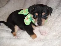 OSCAR, a male Chihuahua for sale in Canton, MS – Photo 1 of 4