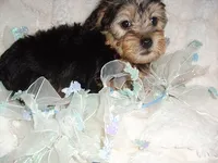 BUSTER, a male Yorkipoo for sale in Canton, MS – 4 of 4