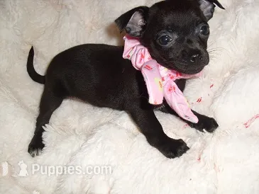 SASSY – Chihuahua puppy for sale in Canton, MS