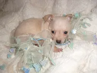 CREAM MAN, a male Chihuahua for sale in Canton, MS – 3 of 3