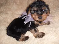 YORK HER, a female Yorkshire Terrier for sale in Canton, MS – 2 of 2