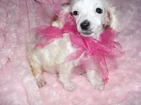 TINY ANGEL, a female Poodle - Toy  for sale in Canton, MS – Photo 1 of 3