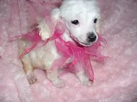 TINY ANGEL, a female Poodle - Toy  for sale in Canton, MS – Photo 3 of 3