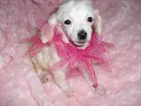 TINY ANGEL, a female Poodle - Toy  for sale in Canton, MS – Photo 2 of 3