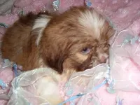 GOLDEN MAN, a male Shih Tzu for sale in Canton, MS – Photo 2 of 4