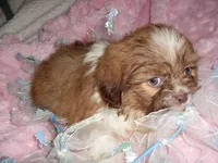 GOLDEN MAN, a male Shih Tzu for sale in Canton, MS – Photo 4 of 4