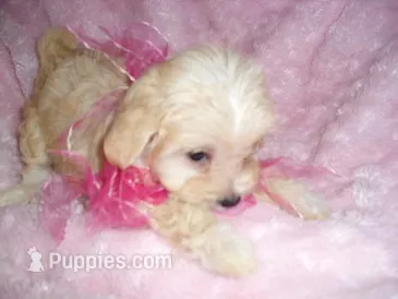 TINY HER – Maltipoo puppy for sale in Canton, MS