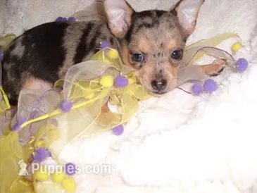 MERLE BABY – Chihuahua puppy for sale in Canton, MS