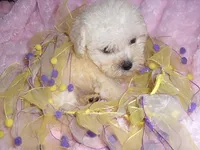 BABY BLONDE, a female Yorkipoo for sale in Canton, MS – 3 of 4