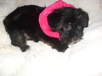 FLUFFY GIRL, a female Shorkie for sale in Canton, MS – 3 of 4