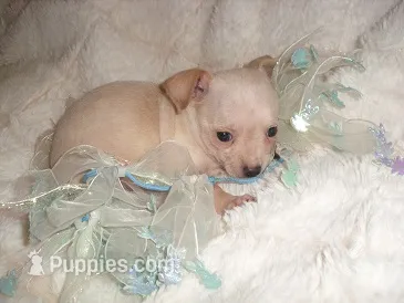 CREAM MAN – Chihuahua puppy for sale in Canton, MS