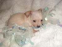CREAM MAN, a male Chihuahua for sale in Canton, MS – 1 of 3