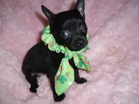 TEACUP JACK, a male Chihuahua for sale in Canton, MS – 2 of 3