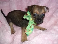 BAXTER, a male Chihuahua for sale in Canton, MS – 3 of 4