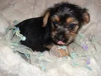 BOSTON, a male Yorkshire Terrier for sale in Canton, MS – 3 of 4