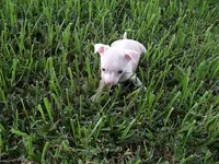 JAZZ, a male Chihuahua for sale in Canton, MS – 2 of 6