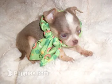 TINY MAN 1 – Chihuahua puppy for sale in Canton, MS