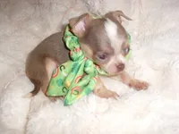TINY MAN 1, a male Chihuahua for sale in Canton, MS – 1 of 3