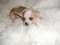 DELIA, a female Chihuahua for sale in Canton, MS – 3 of 3