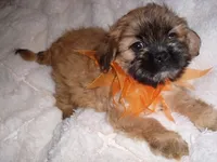 BOSTON, a  Shih Tzu for sale in Canton, MS – 4 of 5