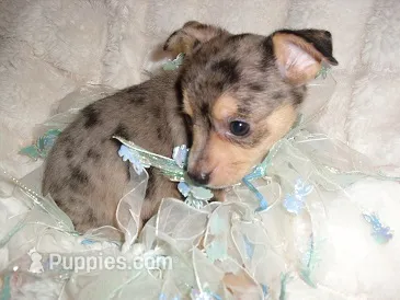 MERLE MAN – Chihuahua puppy for sale in Canton, MS
