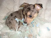 MERLE MAN, a male Chihuahua for sale in Canton, MS – 1 of 3