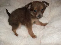 CINDERALLA, a female Chihuahua for sale in Canton, MS – 4 of 4