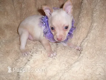 ANGEL BABY – Chihuahua puppy for sale in Canton, MS