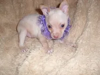 ANGEL BABY, a female Chihuahua for sale in Canton, MS – 1 of 2