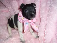 BABY GIRL 1, a female Chihuahua for sale in Canton, MS – 4 of 4