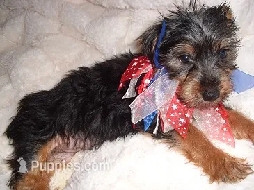 BUSTER – Yorkshire Terrier puppy for sale in Canton, MS