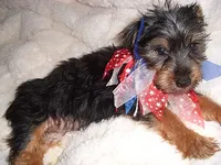 BUSTER, a male Yorkshire Terrier for sale in Canton, MS – 1 of 4