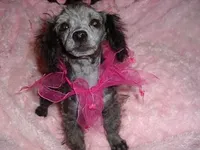 babbi, a female Yorkipoo for sale in Canton, MS – Photo 1 of 2